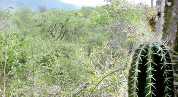 El Bosque Muy Seco Tropical (BMS-T).